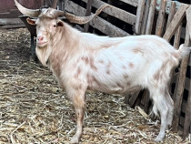 Tapi tineri frumosi buni