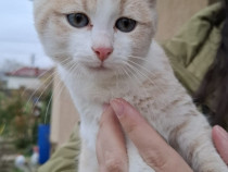 Puiut de pisicuta, portocalie cu ochi albastri