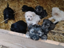 Bichon havanez rasa pura