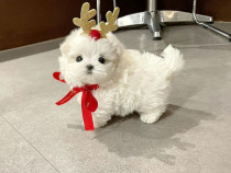 Bichon maltez mini toy