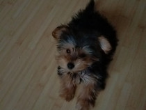Yorkshire terrier