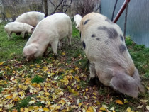 Porc carne crescut bio