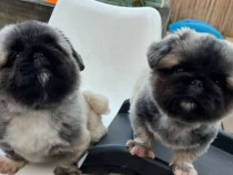 Căței Pechinezi înregistrați