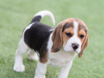 Pui rasa beagle.