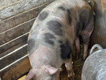 Vând porc pietrain de carne de un an