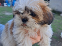 Pui caine Shih Tzu