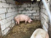 Vând porcii, preț 15 lei kilogramul