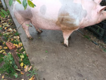 Porci pentru Craciun