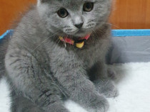 Pisoiași drăgălași Scottish Fold caută stăpâni iubitori