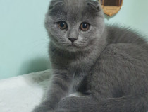 Vine Moș Craciun cu pisoiași drăgălași Scottish Fold