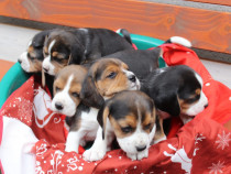 Pui beagle tricolor