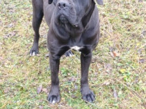 Catelusa Cane Corso!!!