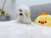 1 Cățeluș mascul disponibil adoptie