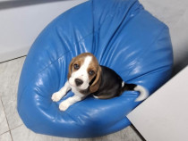 Pui beagle tricolor