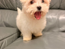 Bichon maltez alb 2 luni