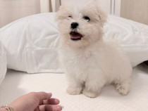 Bichon maltez alb 2 luni