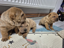 Shar pei dragalasi