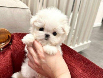 Bichon maltez alb posibilitate transport