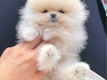 Pomeranian femelă și mascul