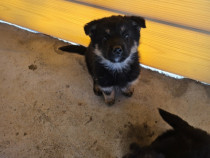 Pui Ciobănesc German