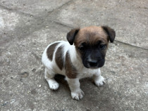 Jack russell terrier