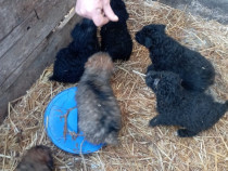 Căței de &icirc;ntors oi