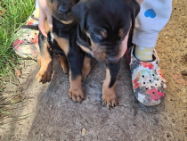 Catelusi dobermann/ 2 masculi
