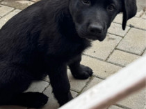 V&acirc;nd Labrador negru
