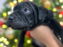 3 fetițe Shar-Pei negre