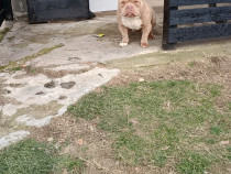 American bully pocket, 9luni