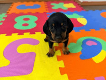 Pui Teckel rasa pura - 5 saptamani