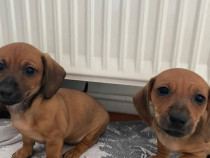 Pui Teckel rasa pura - 6 saptamani