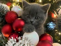 Pui British Shorthair de v&acirc;nzare