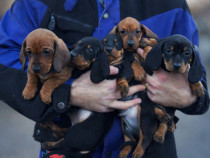 Pui teckel techel tekel