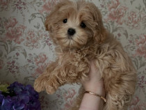 Frumoasă ???? fetiță Maltipoo crescută acasă