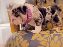 Femelă buldog englez drăguță și adorabilă