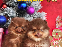 Pomeranian BOO cățeluși