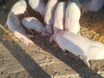 Purceii de v&acirc;nzare 2luni &icirc;ntre 15/20kg