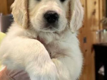 GOLDEN RETRIEVER CU PEDIGREE