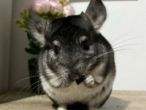 V&acirc;nd chinchilla + cușcă