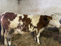 Vaci una este gestanta