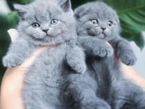 British shorthair blue
