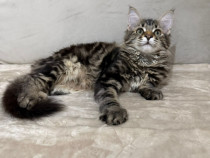 Maine coon băieței și fetițe