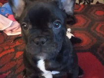 Bulldog francez blue