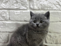 British shorthair