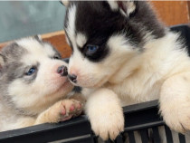 Pui Husky Siberian