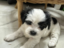 Shih tzu talie mica