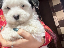 Bichon havanez mascul