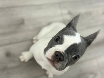 Buldog francez 6 luni perfect sănătos