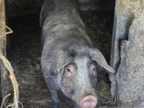 Vad porci mari si mici